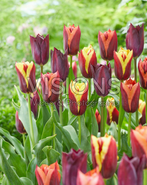 Tulipa Havran, Gavota and Slawa