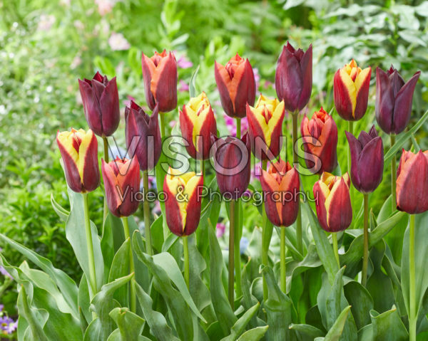 Tulipa Havran, Gavota and Slawa