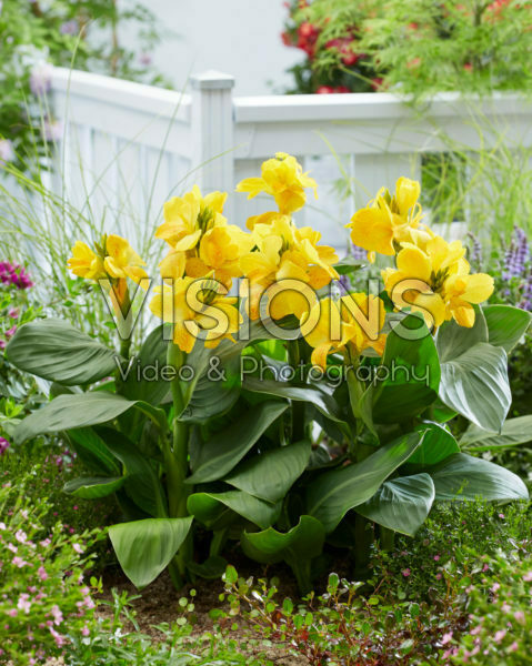 Canna CannaSol® Happy Emily Canna CannaSol® Happy Emily