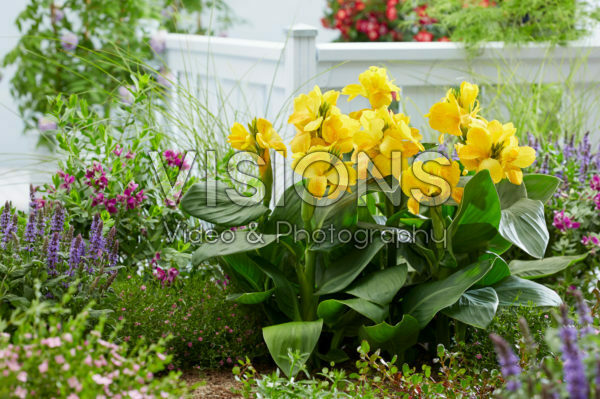 Canna CannaSol® Happy Emily