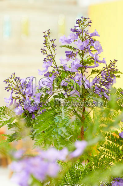 Jacaranda Bonsai Blue Jacaranda Bonsai Blue