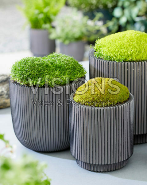 Sagina subulata Cosmozz® Apple, Lemon and Orange Sagina subulata Cosmozz® Apple, Lemon and Orange