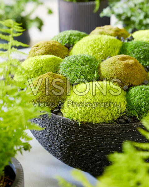 Sagina subulata Cosmozz® Apple, Lemon and Orange Sagina subulata Cosmozz® Apple, Lemon and Orange