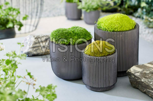 Sagina subulata Cosmozz® Apple, Lemon and Orange Sagina subulata Cosmozz® Apple, Lemon and Orange