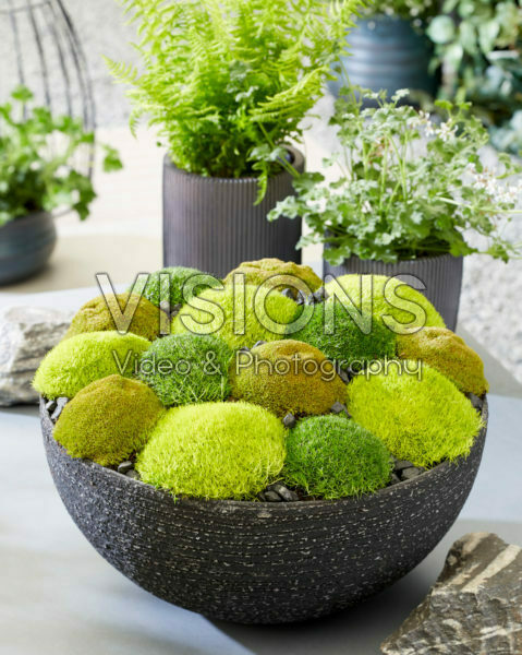 Sagina subulata Cosmozz® Apple, Lemon and Orange Sagina subulata Cosmozz® Apple, Lemon and Orange