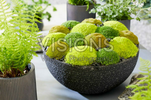 Sagina subulata Cosmozz® Apple, Lemon and Orange Sagina subulata Cosmozz® Apple, Lemon and Orange