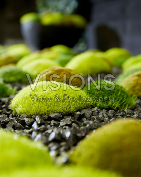 Sagina subulata Cosmozz® Apple, Lemon and Orange Sagina subulata Cosmozz® Apple, Lemon and Orange