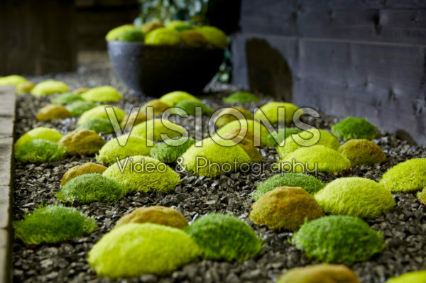 Sagina subulata Cosmozz® Apple, Lemon and Orange