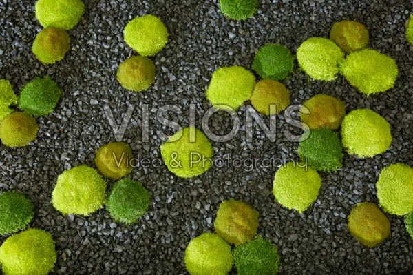 Sagina subulata Cosmozz® Apple, Lemon and Orange Sagina subulata Cosmozz® Apple, Lemon and Orange