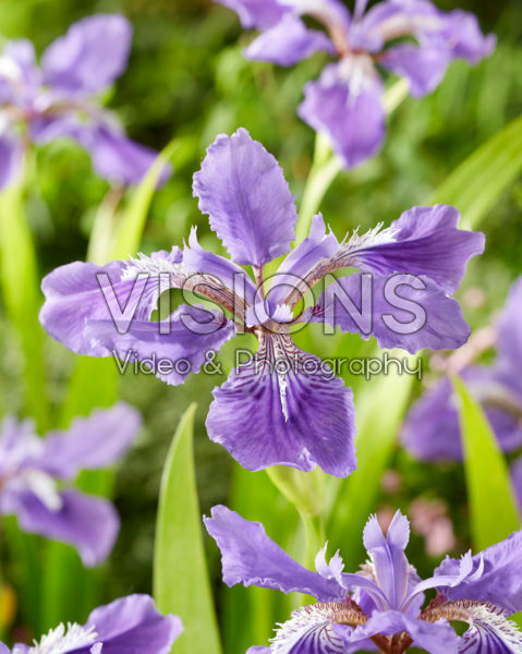 Iris tectorum Woolong