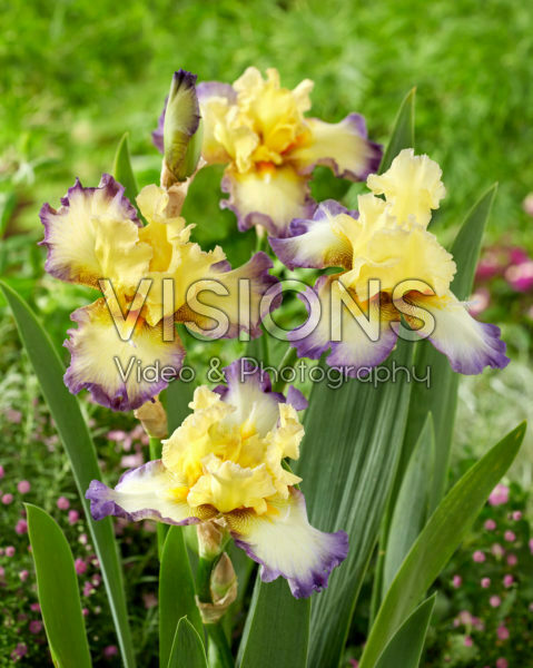 Iris Echassier