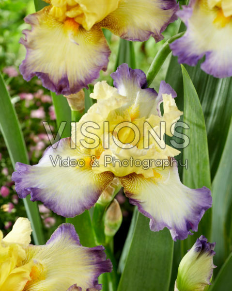 Iris Echassier