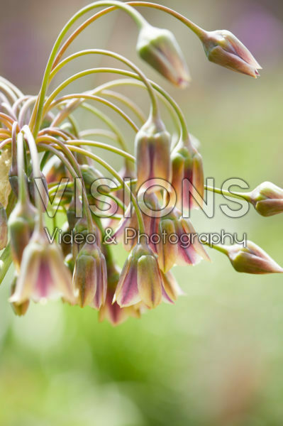 Nectaroscordum siculum subsp. bulgaricum