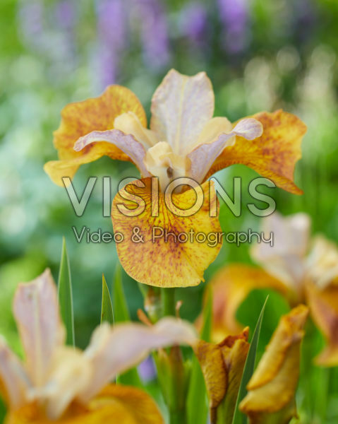 Iris sibirica Ginger Twist