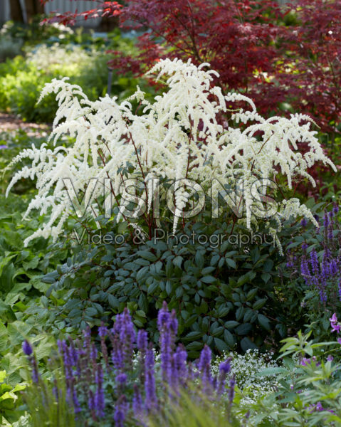 Astilbe japonica Moccochino Astilbe japonica Moccochino