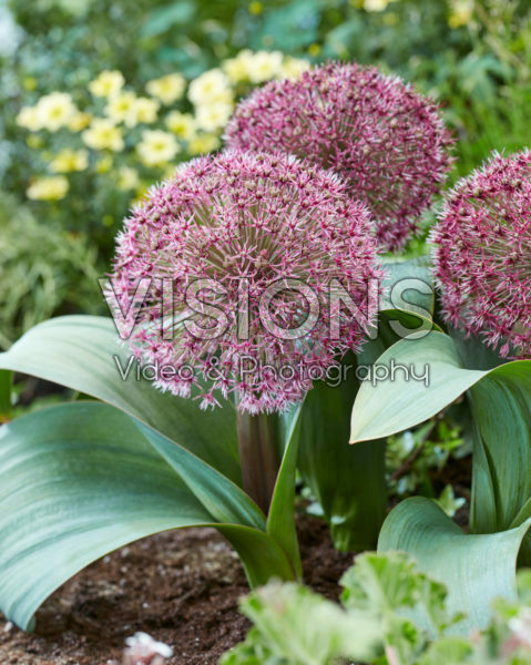 Allium T1 Allium T1