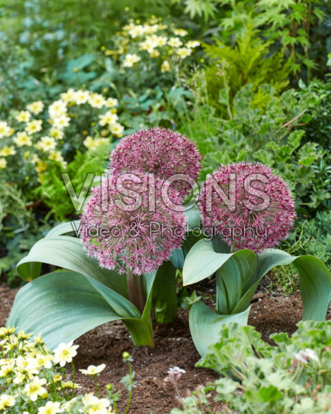 Allium Red Giant Star Allium Red Giant Star