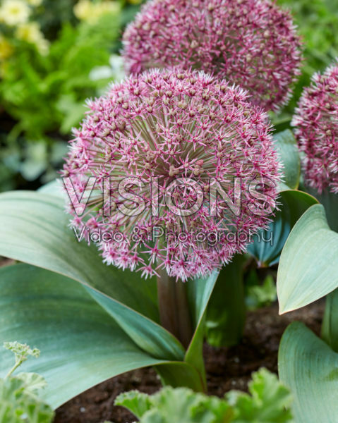 Allium Red Giant Star Allium Red Giant Star