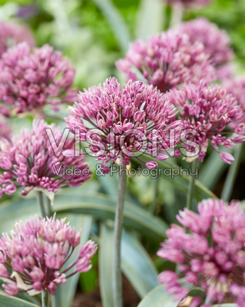 Allium Londen Allium Londen