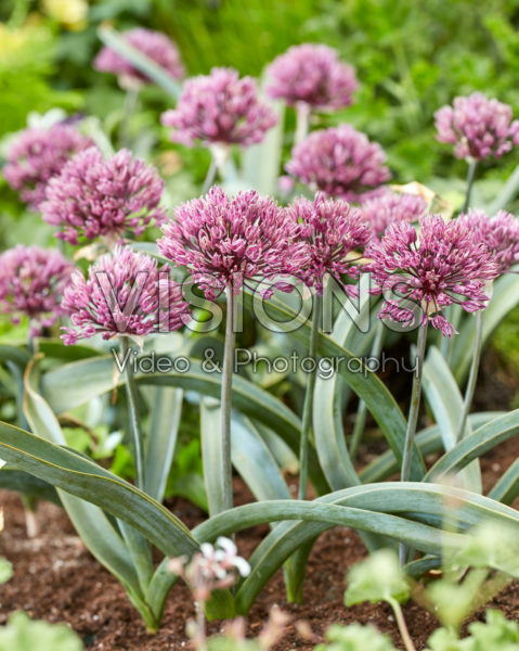 Allium Londen Allium Londen