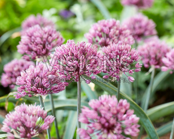 Allium Dallas Allium Dallas