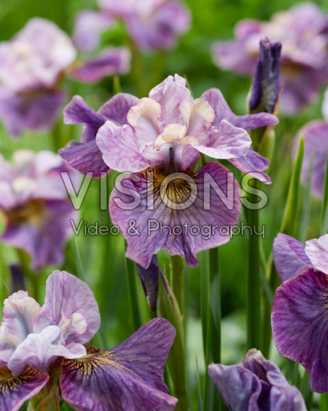 Iris sibirica Careless Sally Iris sibirica Careless Sally