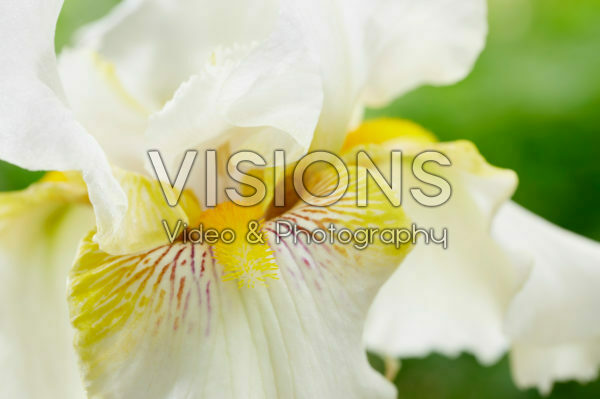 Iris germanica