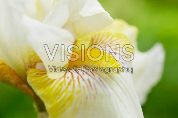 Iris germanica Iris germanica