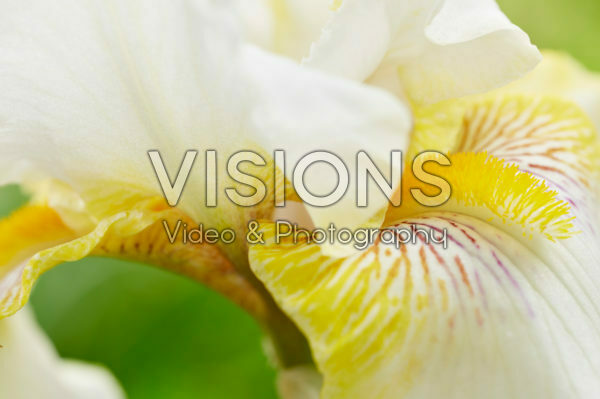 Iris germanica Iris germanica