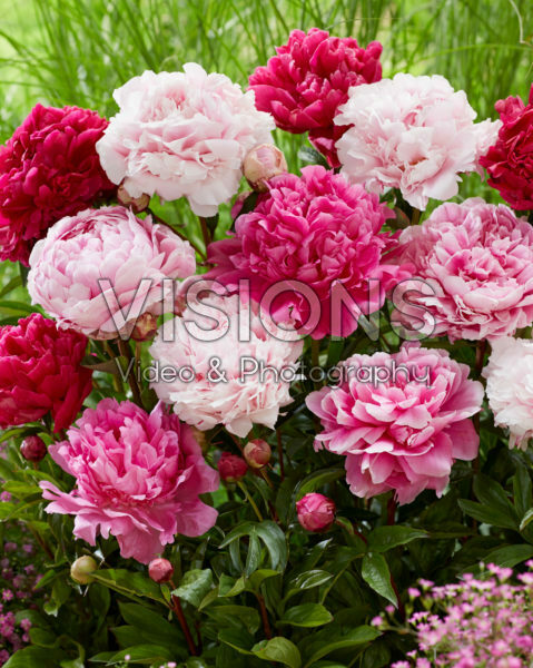 Paeonia double flowering mix