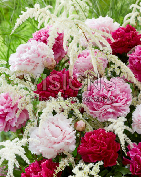 Paeonia double flowering mix