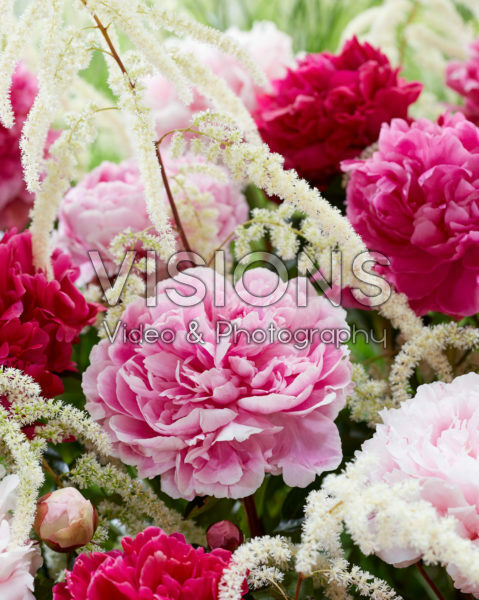 Paeonia double flowering mix Paeonia double flowering mix