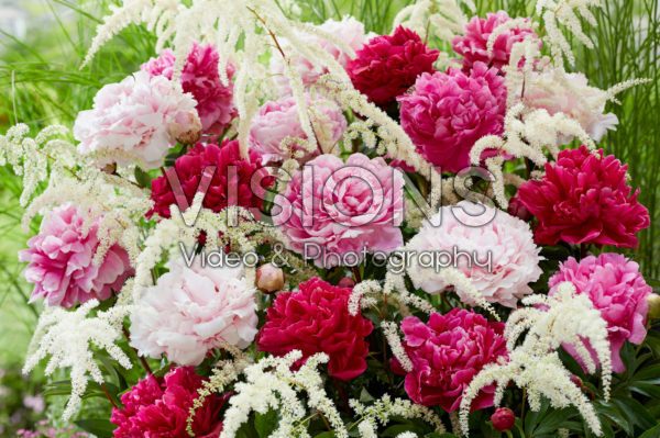 Paeonia dubbelbloemige mix Paeonia dubbelbloemige mix