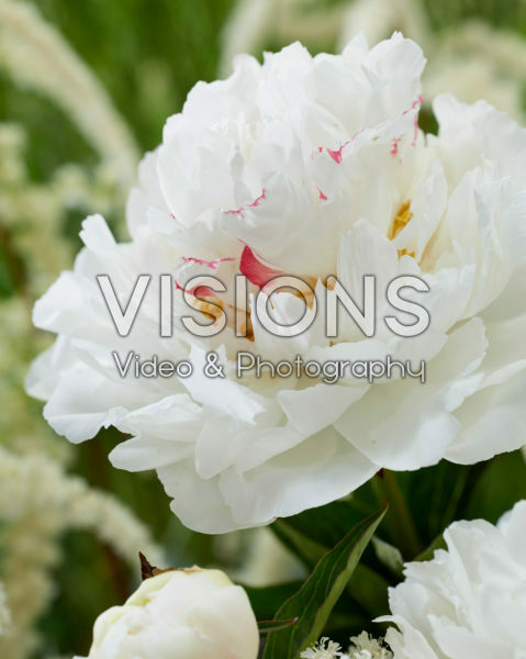 Paeonia Festiva Maxima Paeonia Festiva Maxima