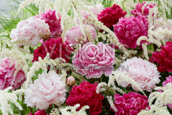 Paeonia dubbelbloemige mix Paeonia dubbelbloemige mix