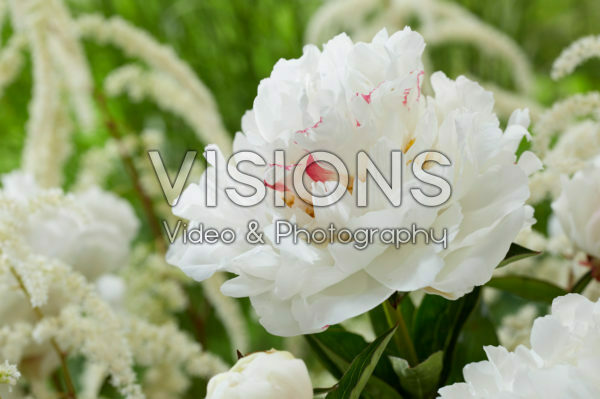 Paeonia Festiva Maxima Paeonia Festiva Maxima