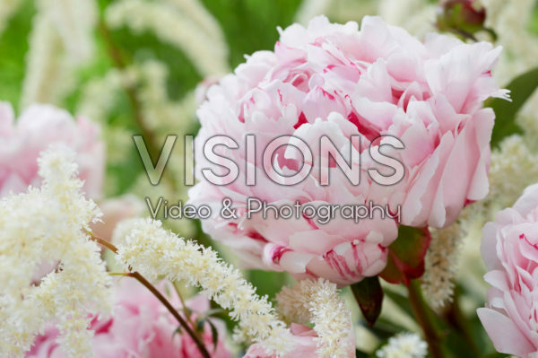 Paeonia Sarah Bernhardt Paeonia Sarah Bernhardt