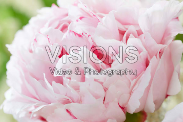 Paeonia Sarah Bernhardt Paeonia Sarah Bernhardt
