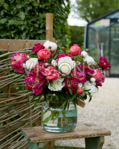 Paeonia pink and white bouquet Paeonia pink and white bouquet