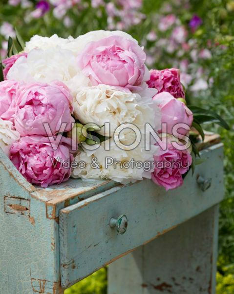 Paeonia romantic mix Paeonia romantic mix