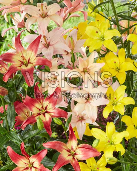 Lilium mix, asiatic pollen free Lilium mix, asiatic pollen free