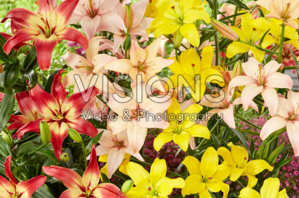 Lilium mix, asiatic pollen free Lilium mix, asiatic pollen free