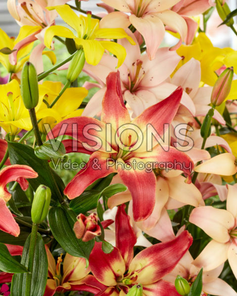 Lilium mix, stuifmeelvrij aziatisch Lilium mix, stuifmeelvrij aziatisch