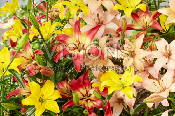 Lilium mix, asiatic pollen free Lilium mix, asiatic pollen free