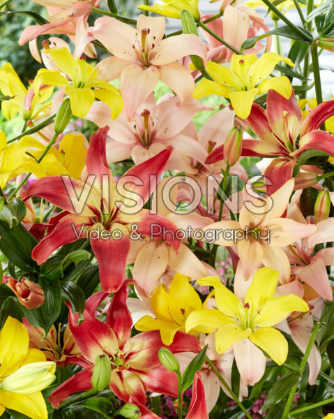 Lilium mix, stuifmeelvrij aziatisch Lilium mix, stuifmeelvrij aziatisch