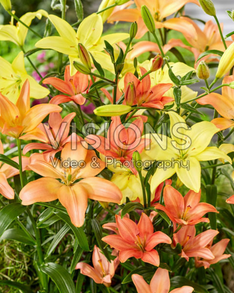 Lilium mix, asiatic pollen free Lilium mix, asiatic pollen free