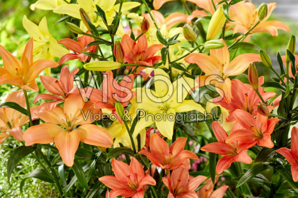 Lilium mix, asiatic pollen free