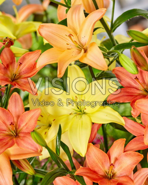 Lilium mix, asiatic pollen free Lilium mix, asiatic pollen free