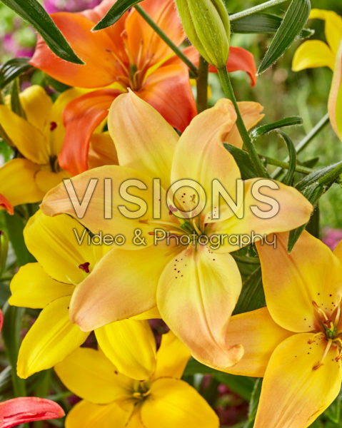 Lilium Easy Fantasy
