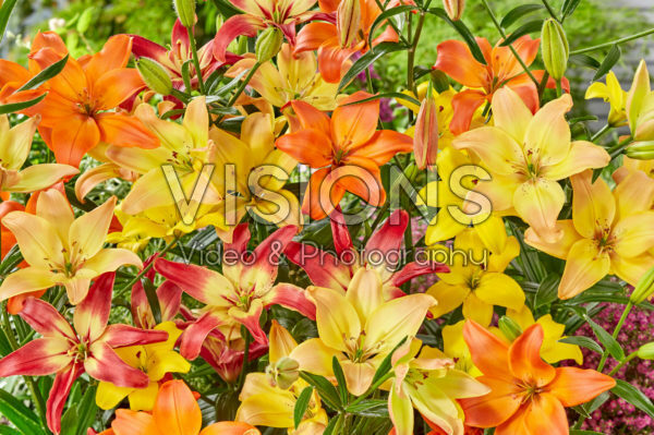 Lilium mix, asiatic pollen free Lilium mix, asiatic pollen free